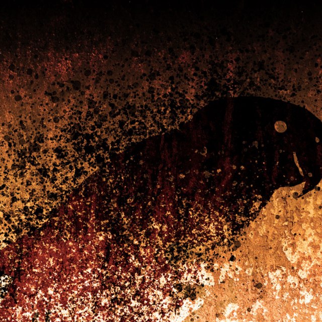 Queimadas: ARARA AMARELA