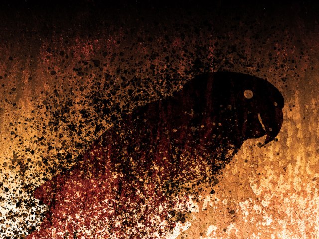 Queimadas: ARARA AMARELA