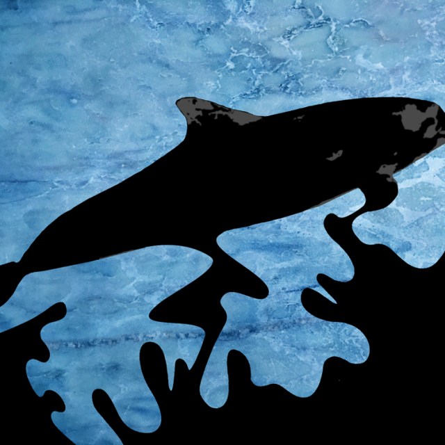 Óleo no Mar: GOLFINHO