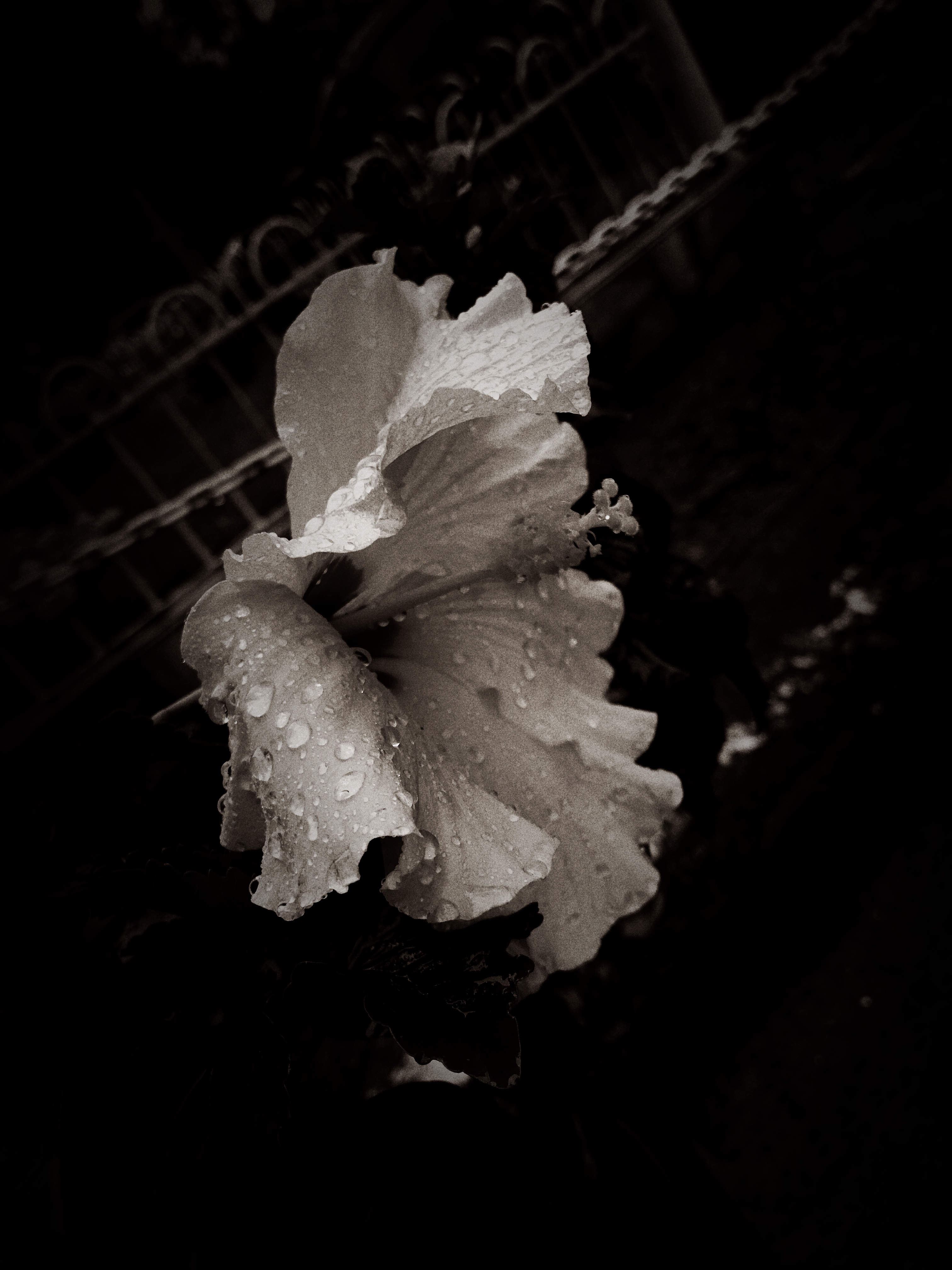 Flores em Preto e Branco: Nº 2