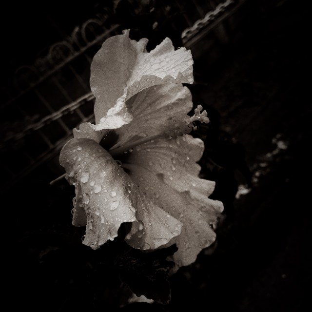 Flores em Preto e Branco: Nº 2