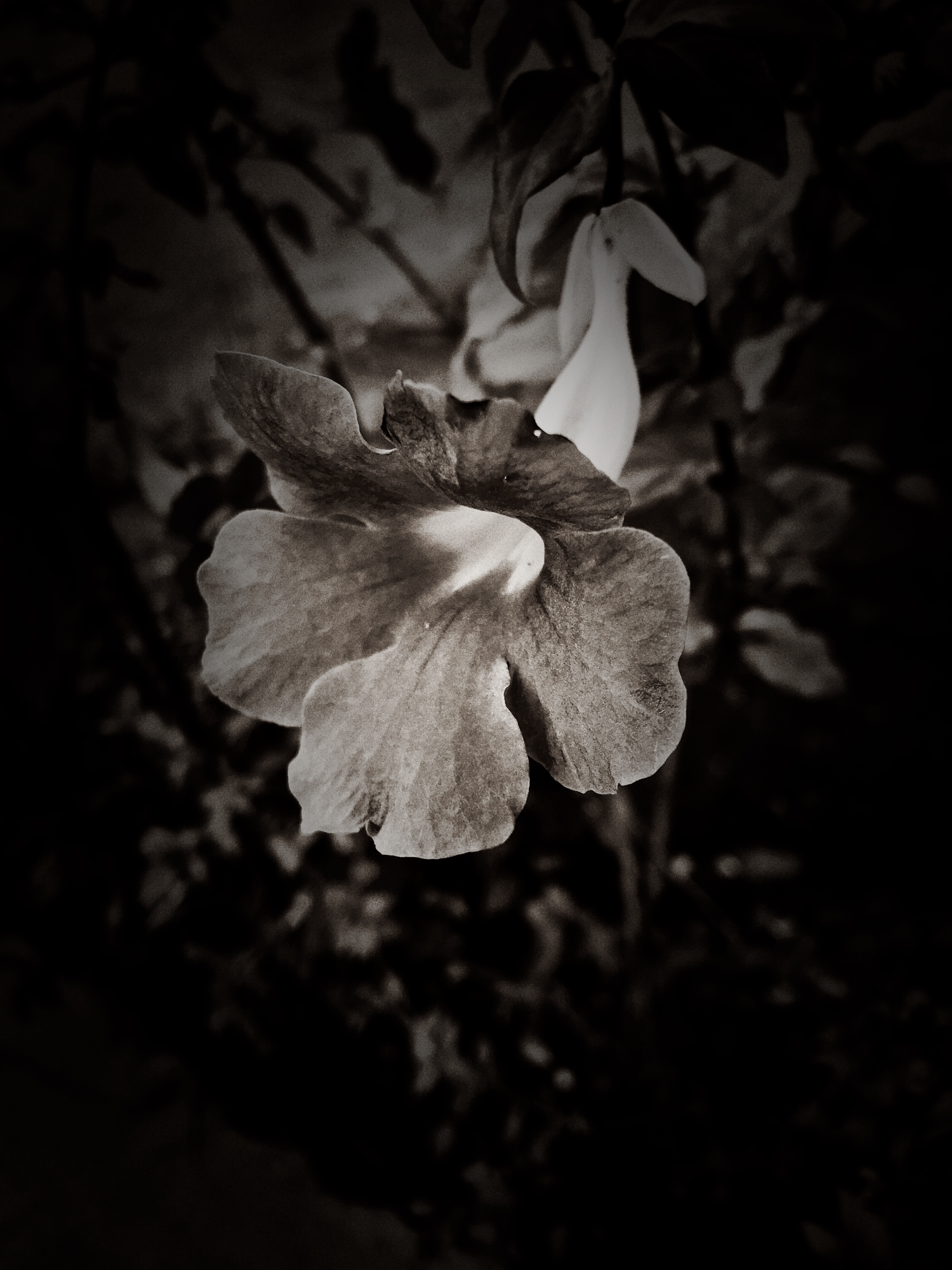 Flores em Preto e Branco: Nº 3